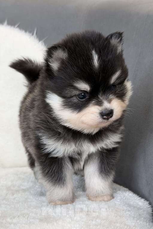 Собаки в Санкт-Петербурге: Девочка помски Девочка, 70 000 руб. - фото 7