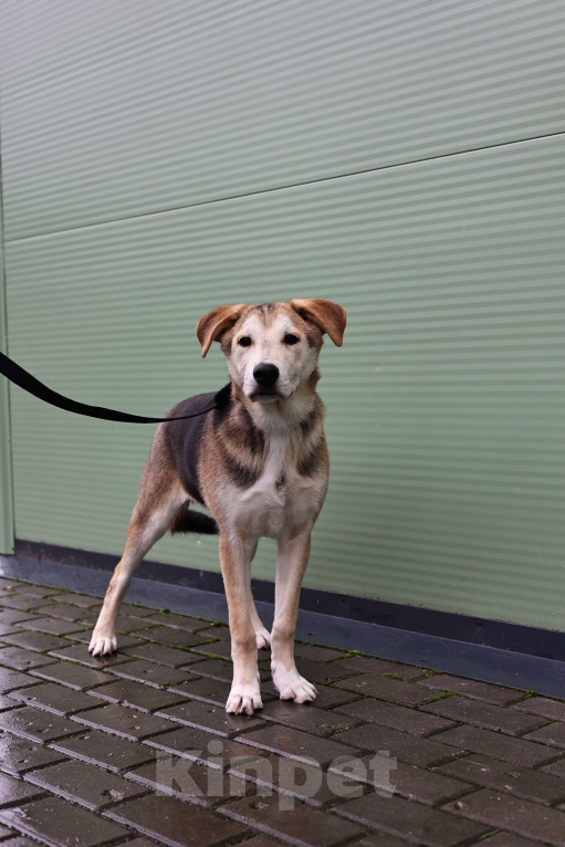 Собаки в Москве: Щенок в добрые руки бесплатно Москва Мальчик, Бесплатно - фото 3