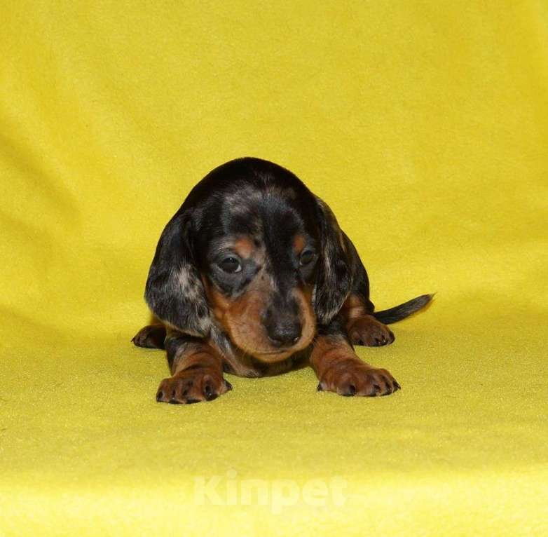 Собаки в Иваново: Такса стандартная г-ш. РКФ Мальчик, Бесплатно - фото 5