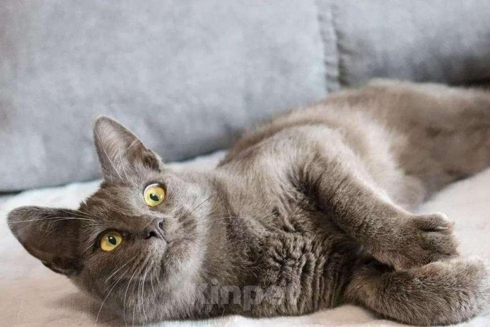 Кошки в Воронеже: Карат драгоценен для хозяина Мальчик, 100 руб. - фото 1