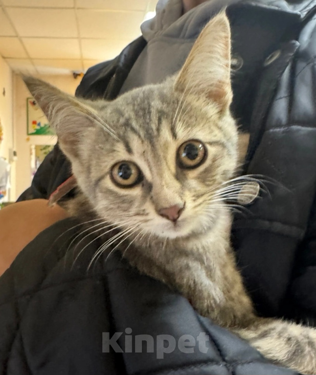 Кошки в Москве: котенок девочка ищет дом Девочка, Бесплатно - фото 2