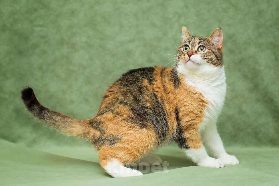 Кошки в Москве: Кошечка Габи в добрые руки Девочка, Бесплатно - фото 4