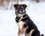 Собаки в Москве: Молодой, домашний песик в добрые руки Мальчик, Бесплатно - фото 3