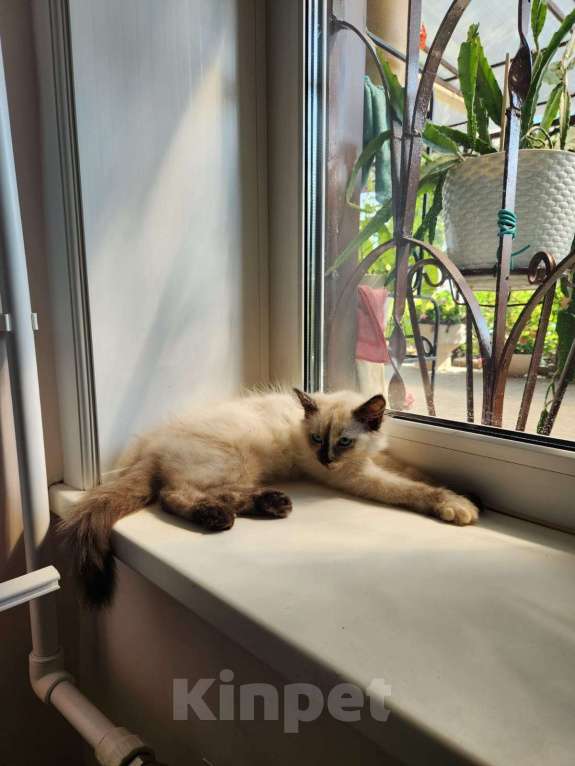 Кошки в Воронеже: Отдам котёнка Мальчик, Бесплатно - фото 1