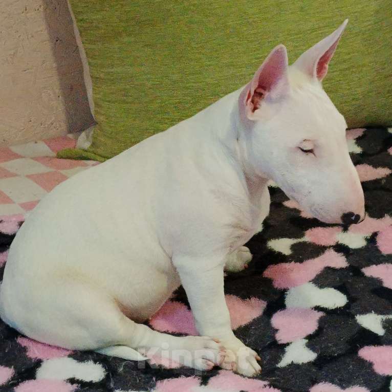 Собаки в Санкт-Петербурге: Щенок 4 мес. девочка Девочка, 60 000 руб. - фото 10