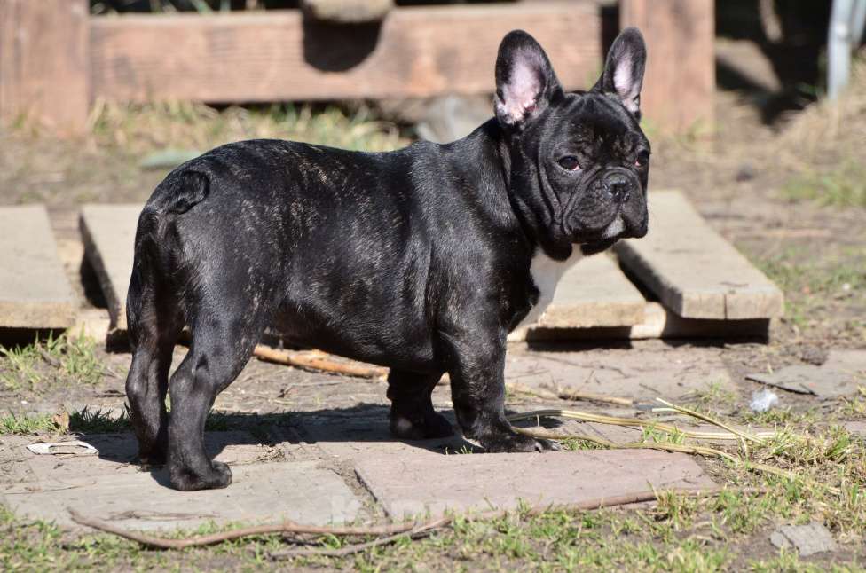 Собаки в Старом Купавне: Вениамин Мальчик, 60 000 руб. - фото 2