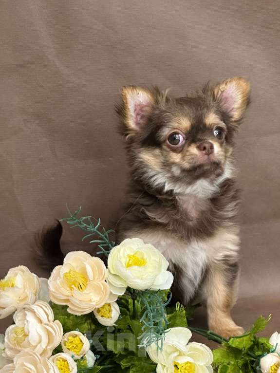 Собаки в Москве: Яркая девочка чихуахуа Девочка, 60 000 руб. - фото 1