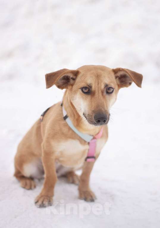 Собаки в Москве: Почти такса ласковая Флай в добрые руки Девочка, Бесплатно - фото 3