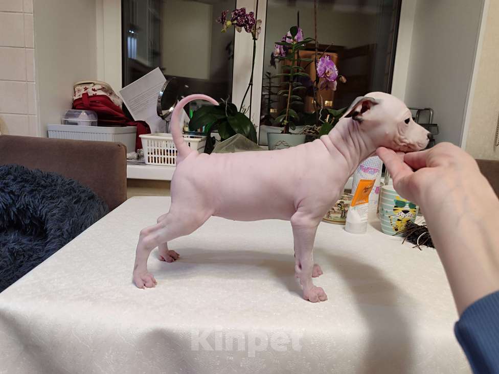 Собаки в Нижнем Новгороде: Щенки Американский голый терьер Разнополые, Бесплатно - фото 4