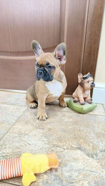 Собаки в Белореченске: Французский бульдог Девочка, Бесплатно - фото 2