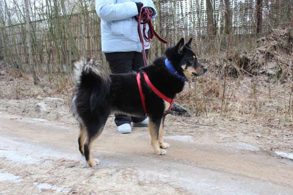 Собаки в Электрогорске: метис лайки Джейсон очень хочет стать домашним  Мальчик, Бесплатно - фото 3