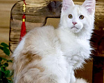 Кошки в других городах Ленинградской области: Мейн кун котята Мальчик, 60 000 руб. - фото 1