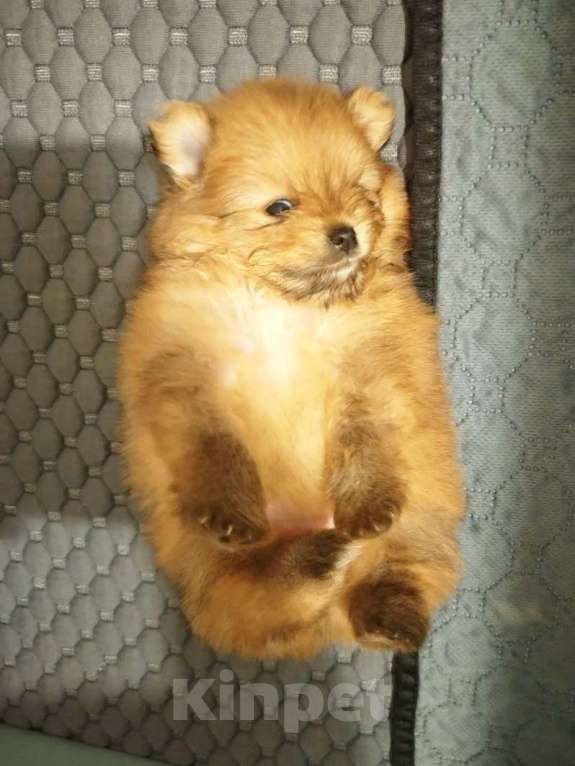 Собаки в Москве: Щенок померанского шпица  Девочка, 120 000 руб. - фото 2