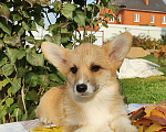 Собаки в Москве: Лисичка Вельш корги пемброк  Девочка, 55 000 руб. - фото 2