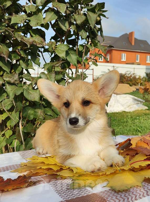 Собаки в Москве: Лисичка Вельш корги пемброк  Девочка, 55 000 руб. - фото 2