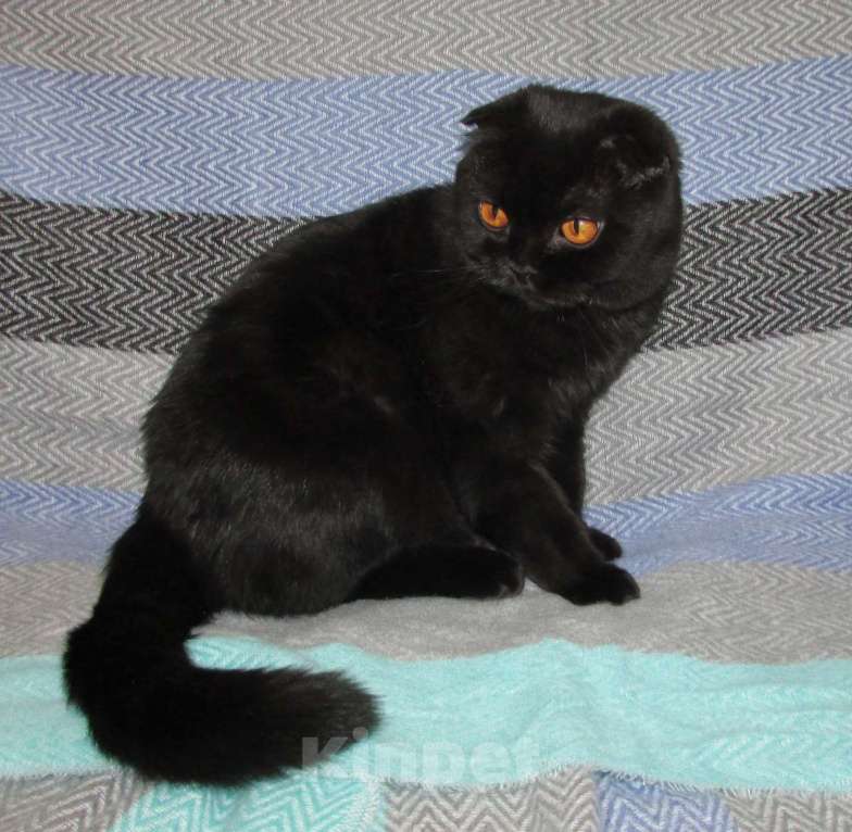 Кошки в Санкт-Петербурге: Шотландская черная кошечка  Девочка, 10 000 руб. - фото 4