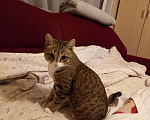 Кошки в Новосибирске: Кошечка Соня ищет дом Девочка, 5 руб. - фото 1