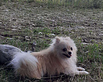 Собаки в Новокубанске: Ищем невесту, 3 000 руб. - фото 1
