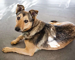 Собаки в Подольске: Ласковая собачка Нита в поисках хозяина Девочка, Бесплатно - фото 5