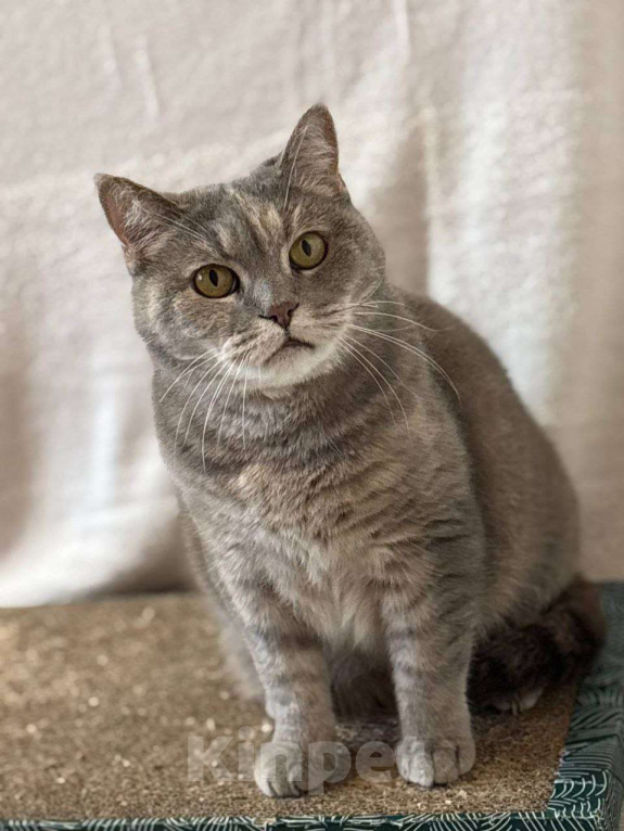 Кошки в Москве: Британка Тосенька ждет своего человека Девочка, Бесплатно - фото 1