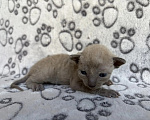 Кошки в Балашихе: Котик Дастин Мальчик, 70 000 руб. - фото 4