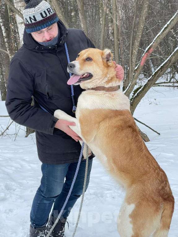 Собаки в Москве: Трисс Девочка, Бесплатно - фото 2