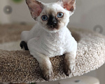 Кошки в Электростали: Кошечка Девон Рекс Девочка, Бесплатно - фото 2