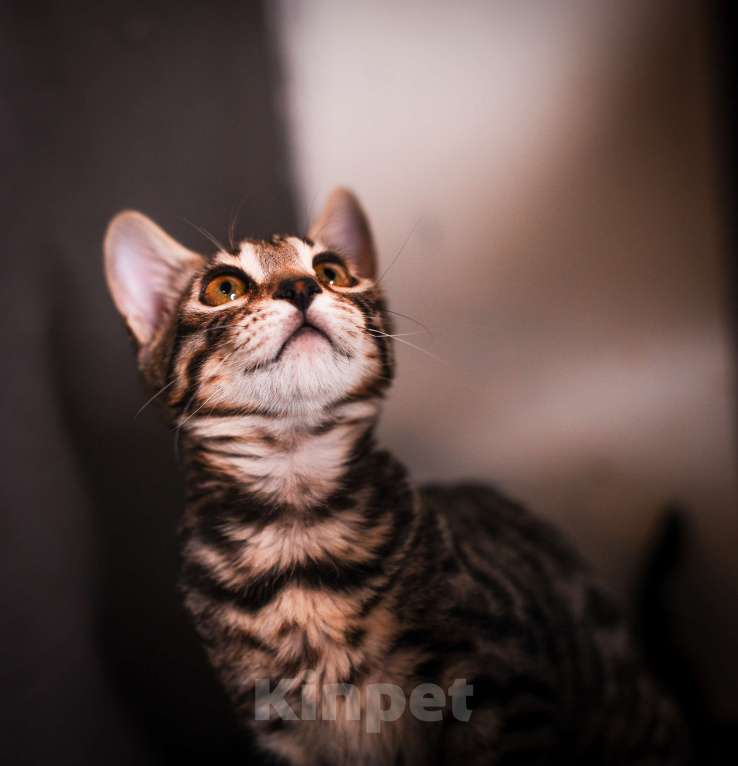 Кошки в Москве: Бенгальский котенок  Мальчик, 35 000 руб. - фото 7