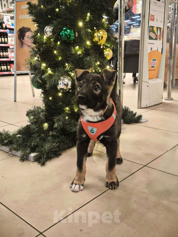 Собаки в Москве: Очаровательная малышка в поиске дома. Девочка, Бесплатно - фото 3
