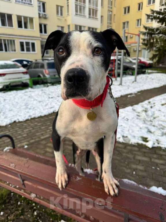 Собаки в Москве: Идеальная ласковая питбуль Розочка в добрые руки Девочка, 1 руб. - фото 8