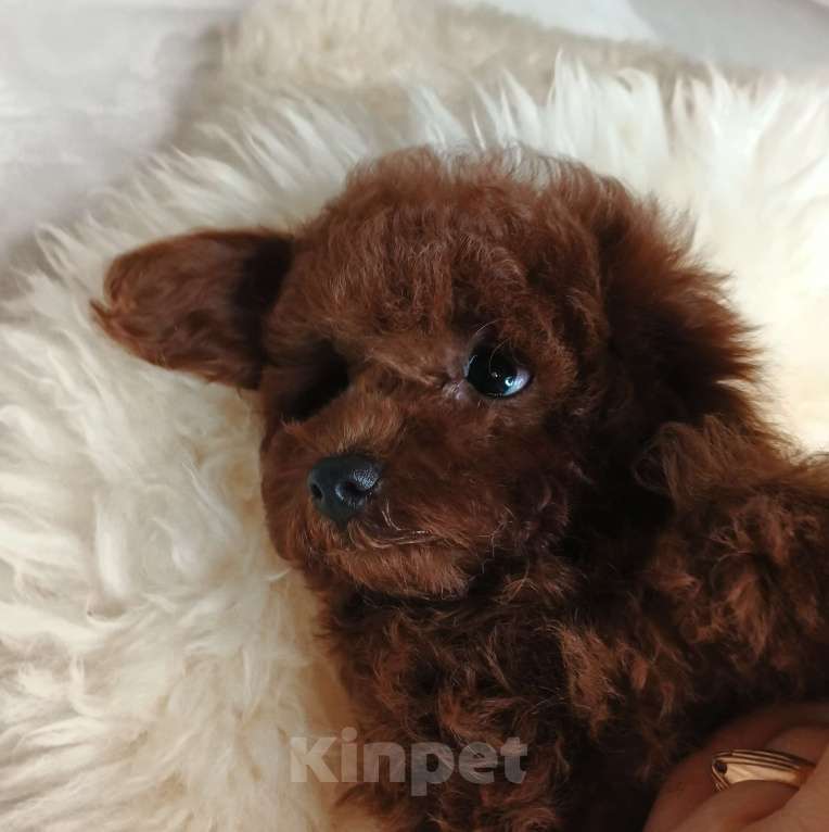 Собаки в Москве: щенок Китайский тедди пудель (Teddy Bear) Мальчик, 150 000 руб. - фото 6
