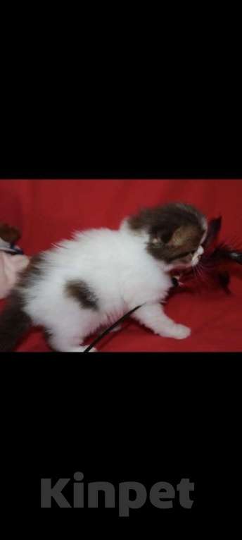 Кошки в Москве: Шотландские котята Девочка, 30 000 руб. - фото 2