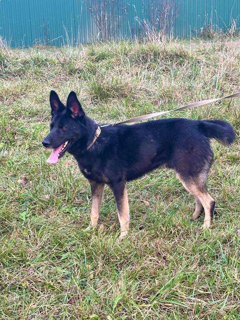 Собаки в Москве: Потрясающе дружелюбный пёс Макс в добрые руки Мальчик, Бесплатно - фото 4