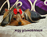 Собаки в Москве: МАЛЬЧИКИ-КРАСАВЧИКИ Мальчик, 45 руб. - фото 10