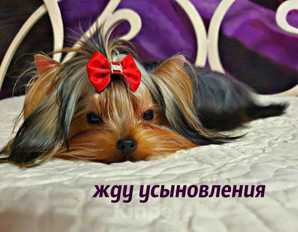 Собаки в Москве: МАЛЬЧИКИ-КРАСАВЧИКИ Мальчик, 45 руб. - фото 10