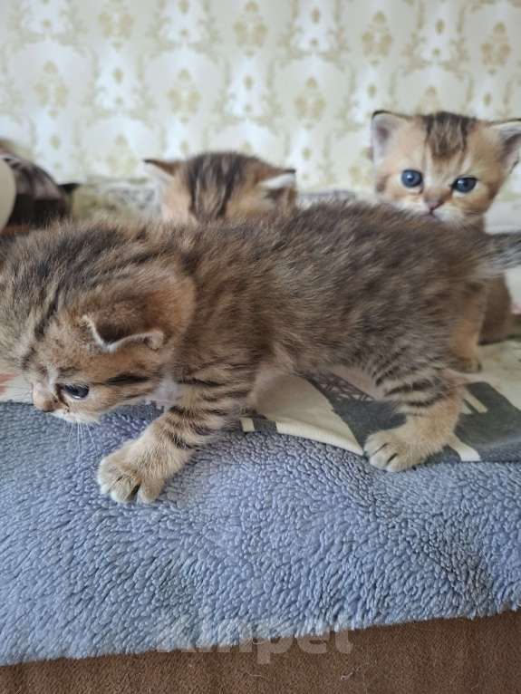 Кошки в Симферополе: Девочка шотландская Девочка, 15 000 руб. - фото 5