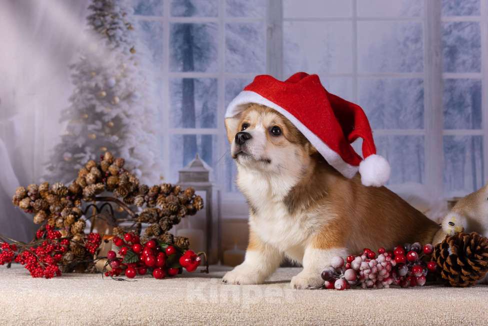 Собаки в Москве: Вита Приора Мальвазия Девочка, 80 000 руб. - фото 5