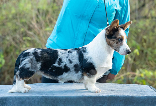 Вельш корги щенок