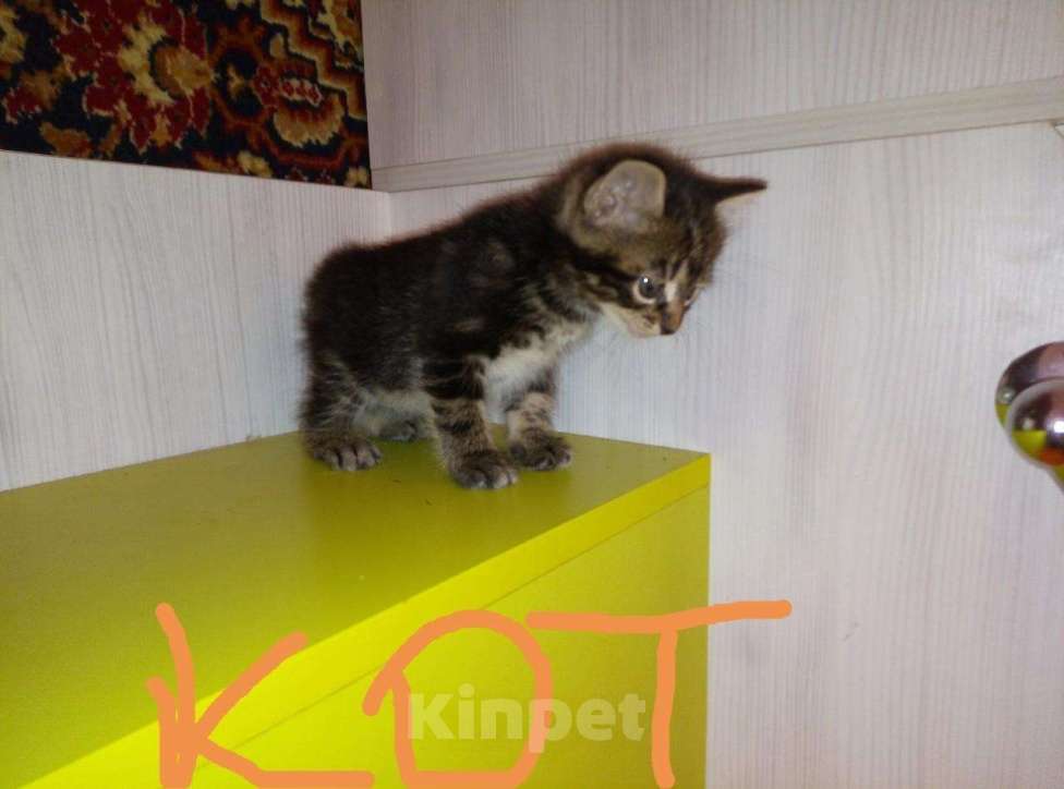 Кошки в Красноярске: Котенок - рысенок, 10 000 руб. - фото 1
