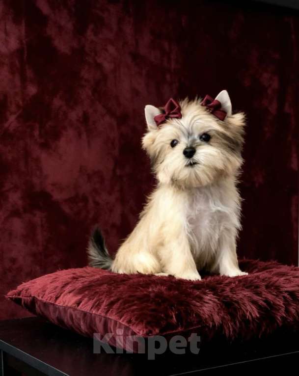 Собаки в Москве: Йорк мини девочка бэби фейс. Голддаст йорк из питомника Девочка, 80 000 руб. - фото 1