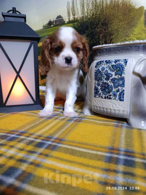 Собаки в Ярославле: Кавалер кинг Чарльз спаниель мальчики рыжики Иней, Имбирь! Мальчик, 65 000 руб. - фото 2
