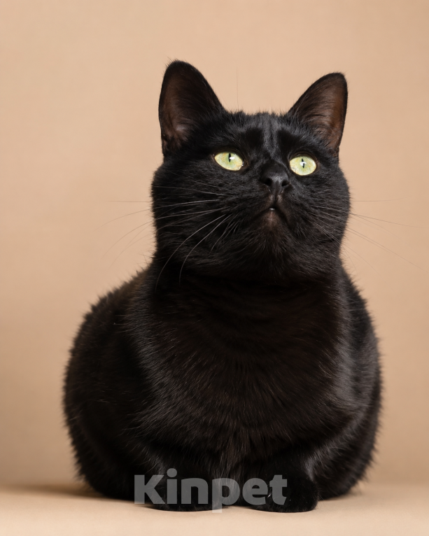 Кошки в Москве: Черный кот Ферми Мальчик, Бесплатно - фото 2