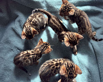 Кошки в Челябинске: Бенгальские котята  Девочка, Бесплатно - фото 2