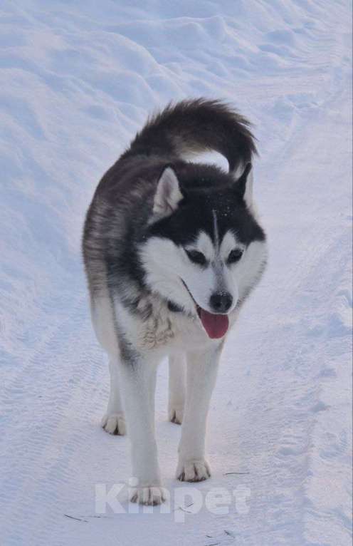 Собаки в Королеве: Хан -царь зверей Мальчик, Бесплатно - фото 3