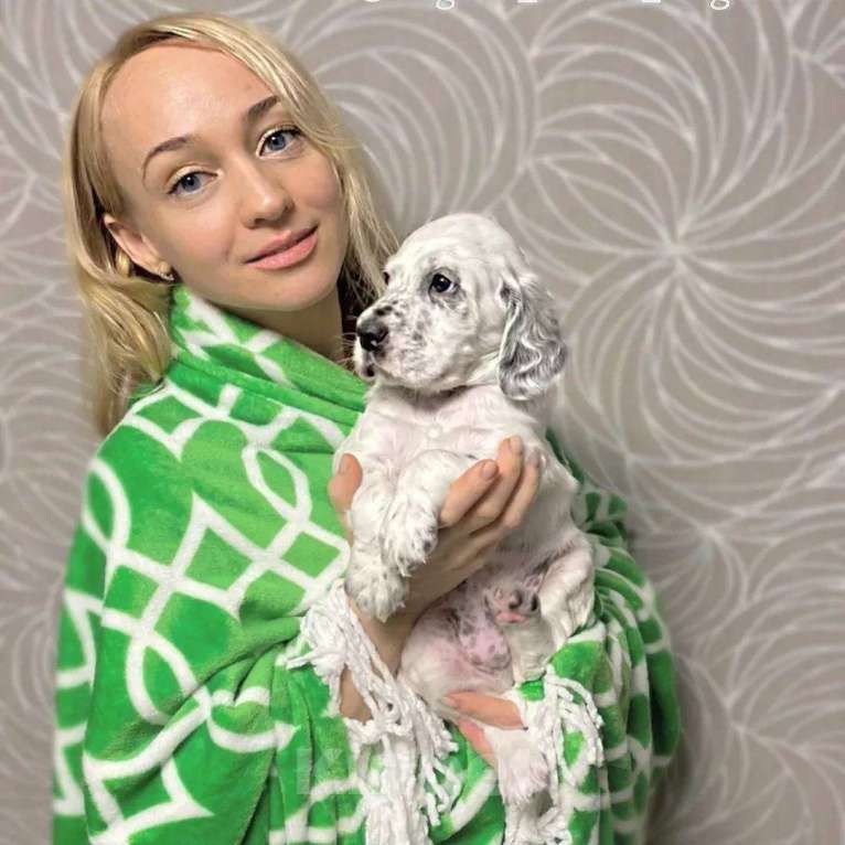 Собаки в Екатеринбурге: АНГЛИЙСКИЕ АРИСТО-СЕТТЕРЫ Мальчик, 80 000 руб. - фото 7