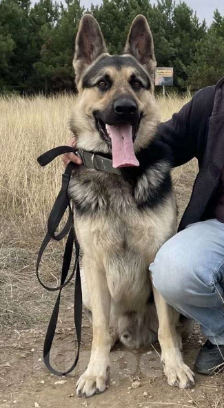 Собаки в других городах Крыма: Щенок девочка крупная Девочка, 45 000 руб. - фото 4