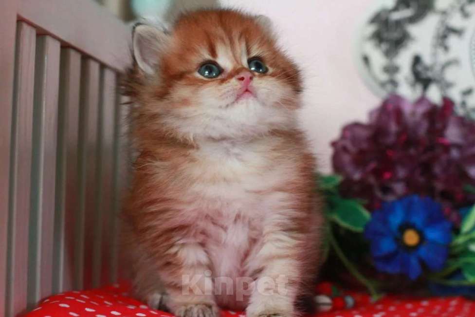 Кошки в Москве: Золотой котик с документами  Мальчик, 25 000 руб. - фото 7