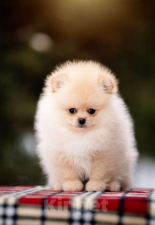 Собаки в Видном: Кремовый мальчик Мальчик, 40 000 руб. - фото 4