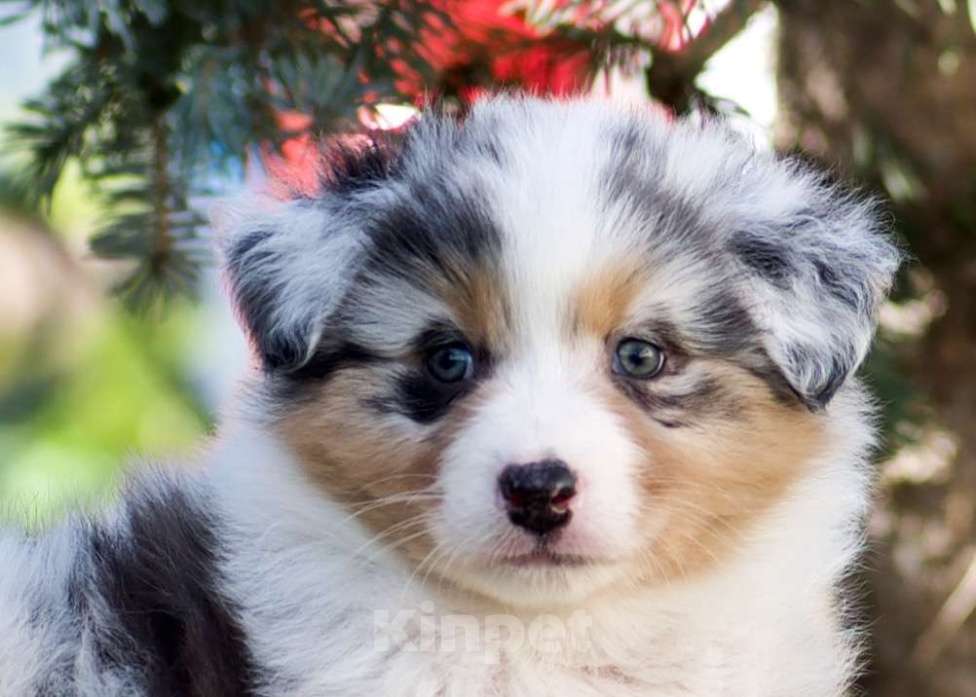 Собаки в Пушкино: Щенки австралийской овчарки  Девочка, 120 000 руб. - фото 5