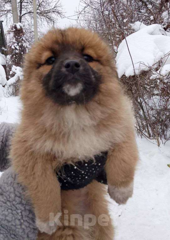 Собаки в Москве: в добрые руки Девочка, Бесплатно - фото 2